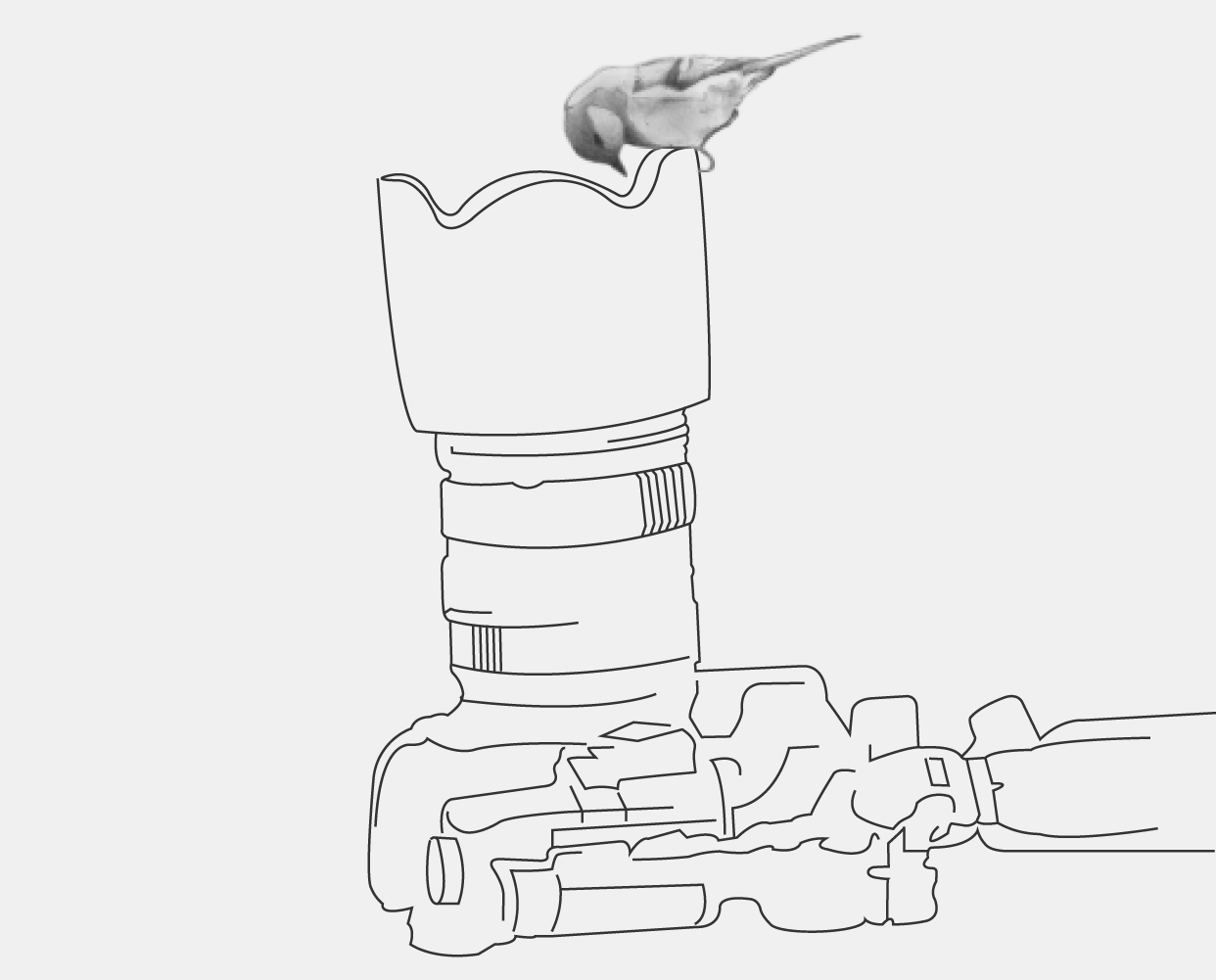 Bird on camera lens